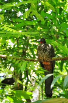 Costa Rica in drie weken