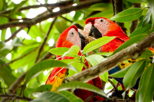 Costa Rica - Friends for ever