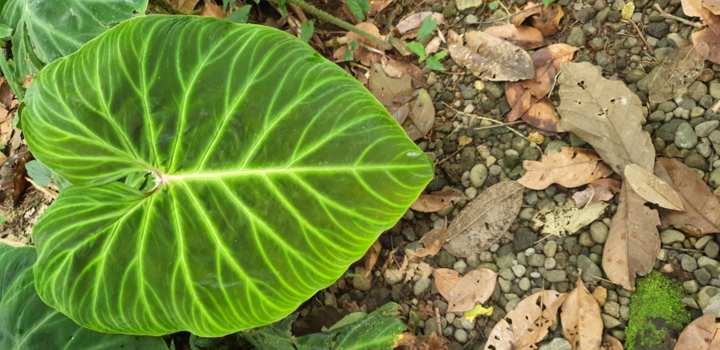 Costa Rica - love nature