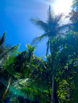 Puerto Viejo de Talamanca