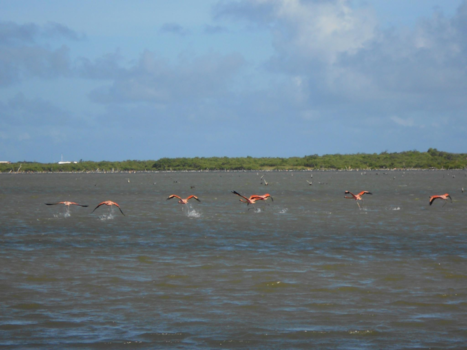 Bonaire - Flamingo’s dansen in de warme Antilliaanse zon