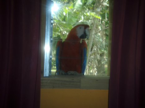 Costa Rica in drie weken