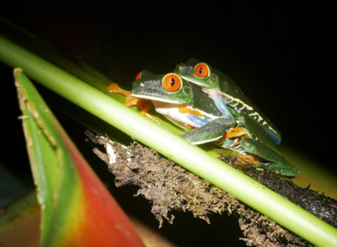 Costa Rica in drie weken - Hou je goed vast