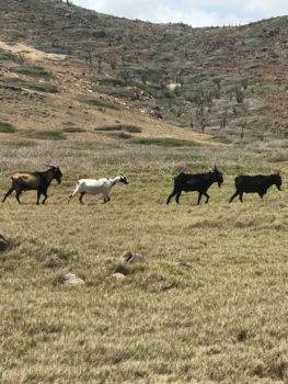 Aruba - Op doorreis op het mooie Aruba