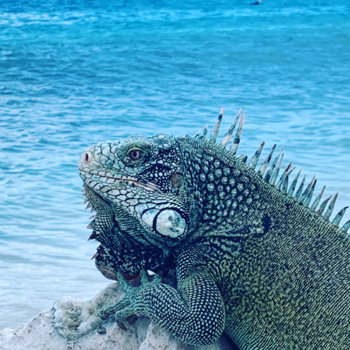 Curaçao - Wildlife in Curaçao