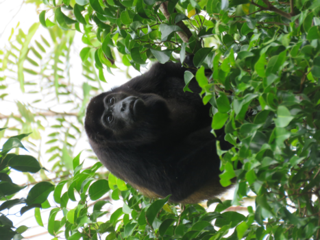 Costa Rica - Het is jammer dat er geen geluid bij de foto zit #brulaap
