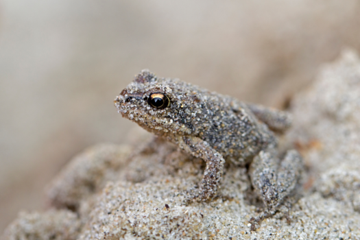 Rondreis hoogtepunten Costa Rica - Zand kikker  Oosdvoorne Ternella plas