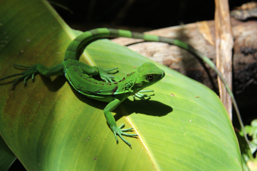 Rondreis Noord-Costa Rica - Costa Rica Wildlife win-actie