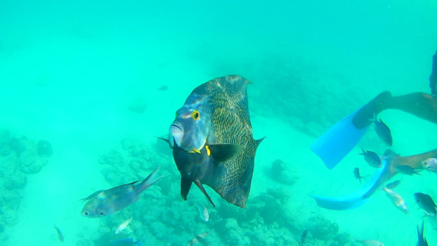 Aruba - Onderwaterwereld