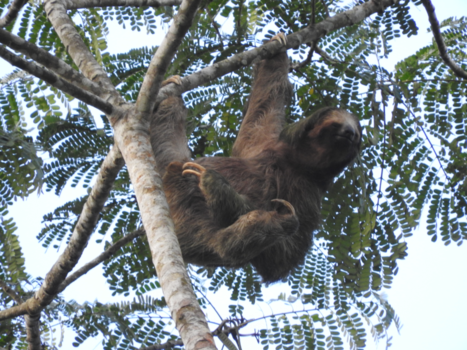Costa Rica - Pura Vida