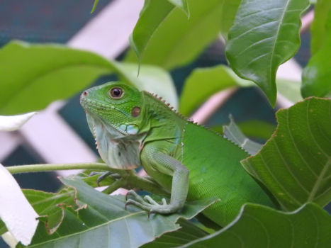 Costa Rica - Groen...