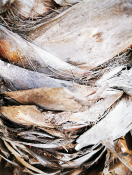 Granada - De schors van een palmboom