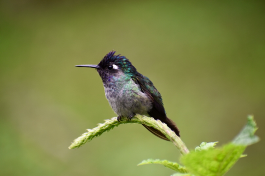 Costa Rica - Kolibrie in Costa Rica