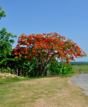 Trinidad (Cuba) - Flamboyant de boom die karakter van land symboliseert