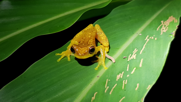 Rondreis Caribische kust Costa Rica - Zeldzame glassfrog en ook nog fotogeniek