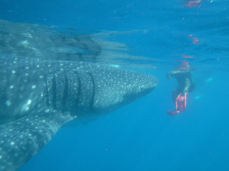 Mexico - Zwemmen met een walvishaai