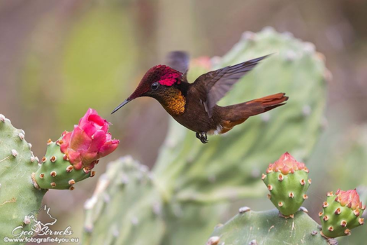 Aruba - Hummingbird