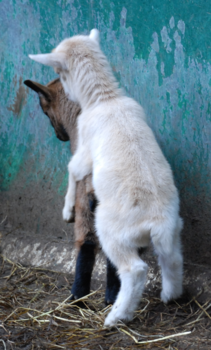 Curaçao - Black & White! No racism ❤️
