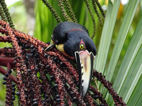 Costa Rica - Toekan