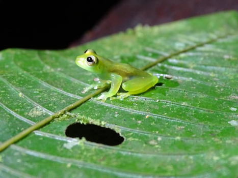 Costa Rica - Glaskikker gespot tijdens een nightwalk