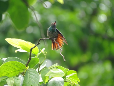 Costa Rica - Perfect timing (kolibri)