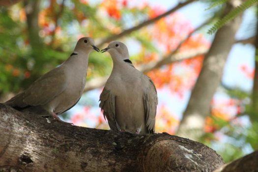 Rondreis Guatemala - 2 duiven in het land van de quetzal