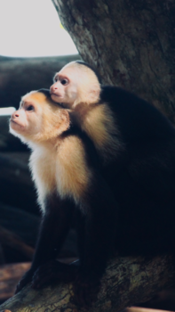 Rondreis Costa Rica en Panama - The strong connection between mother and child