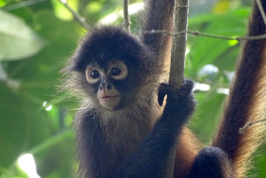Corcovado National Park - Apenstreken