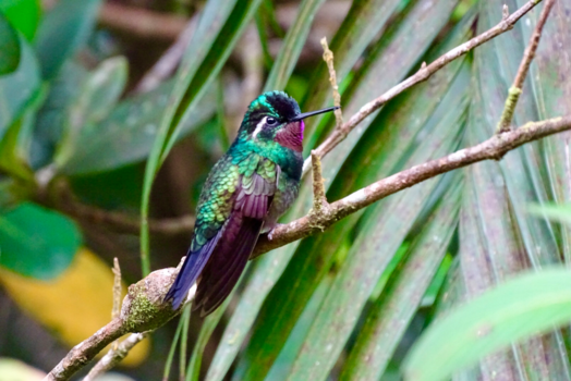 Monteverde Cloud Forest Reserve - Hummingbird