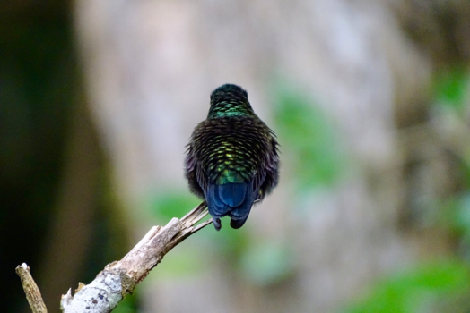 Monteverde Cloud Forest Reserve - Een andere hoek