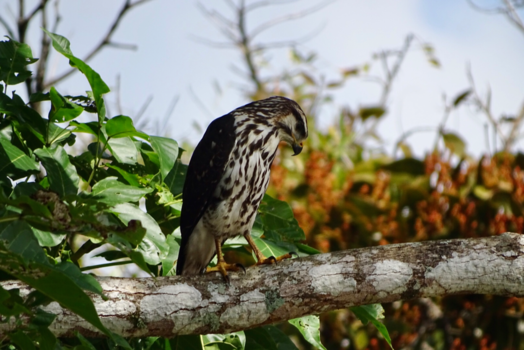 La Fortuna - De denker