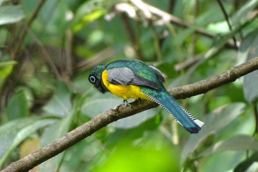 Corcovado National Park - Vreemde vogel