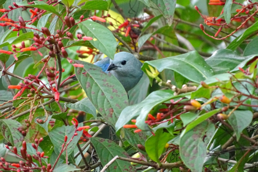 La Fortuna - Peek-a-boo
