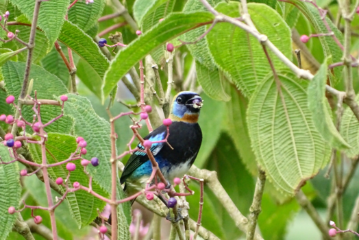 La Fortuna - Dinner is served