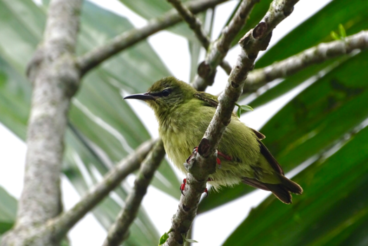 La Fortuna - Vogel met rode pootjes