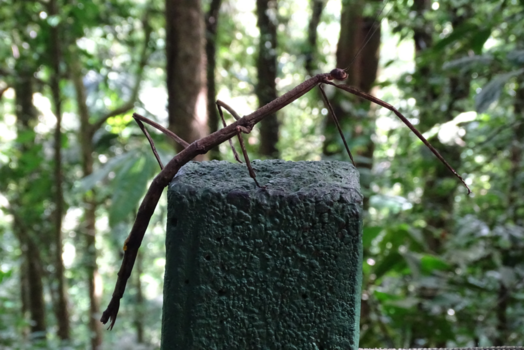 La Fortuna - Wandelende tak