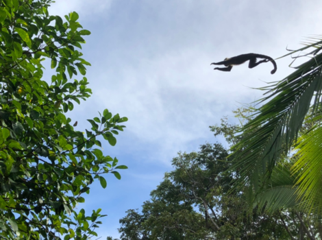 Corcovado National Park - Flying monkey