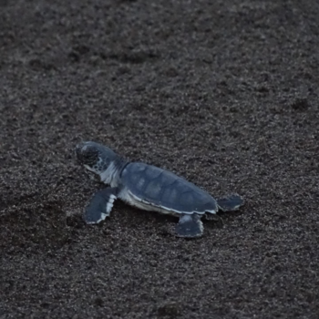 Tortuguero National Park - Schildpad uit ei