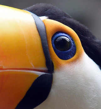 Costa Rica in drie weken - Close up toekan suriname