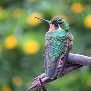 San Gerardo de Dota - Kolibrie (Costa Rica)