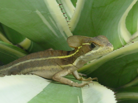 Costa Rica - verborgen schoonheid