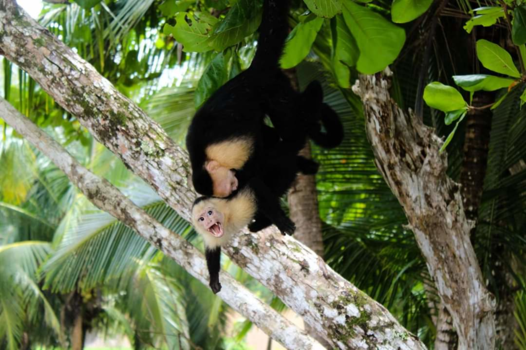 Costa Rica in drie weken - Aapjes kijken