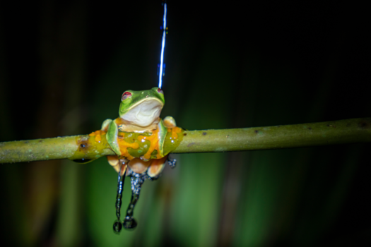 Rondreis Caribische kust Costa Rica - Douchende roodoogmakikikker