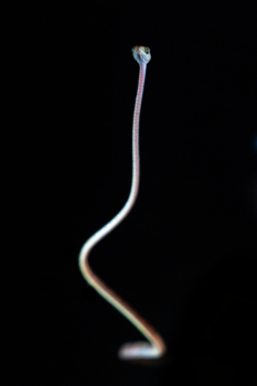 Rondreis Caribische kust Costa Rica - Slakkeneter vanuit het donker