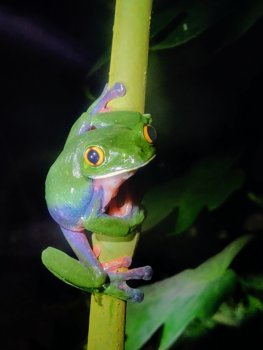 Costa Rica - Kiekeboe