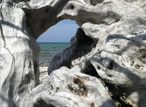 Rondreis Oost-Cuba - Zie jij de vogel in het hout?