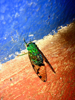 Costa Rica in drie weken - Colorfull