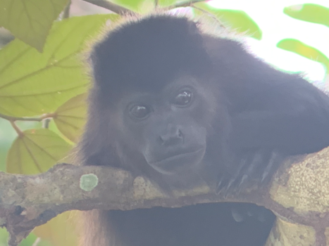 Rondreis hoogtepunten Costa Rica - Wildlife through a lens @ Caño Negro, Costa Rica