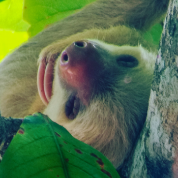 Rondreis hoogtepunten Costa Rica - Luiaard in Caño Negro