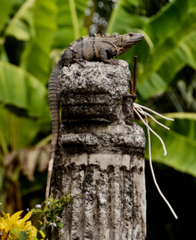 Rondreis Noord-Costa Rica - Poortwachter